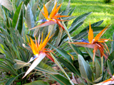 Tropische Bloemen in Mahmutlar